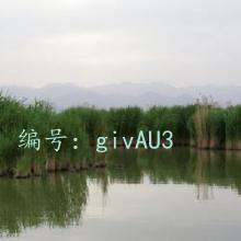 ʼ